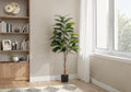 52in Rubber Tree, Wide Leaf
