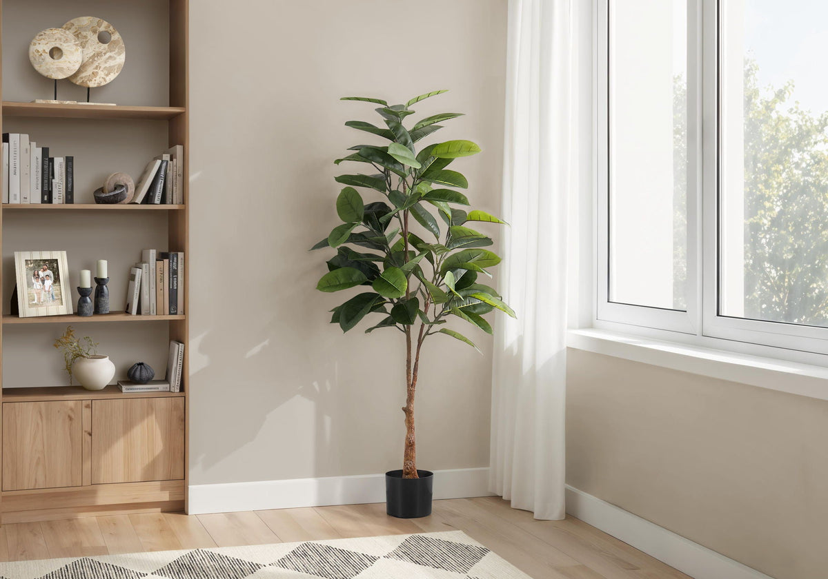 52in Rubber Tree, Wide Leaf