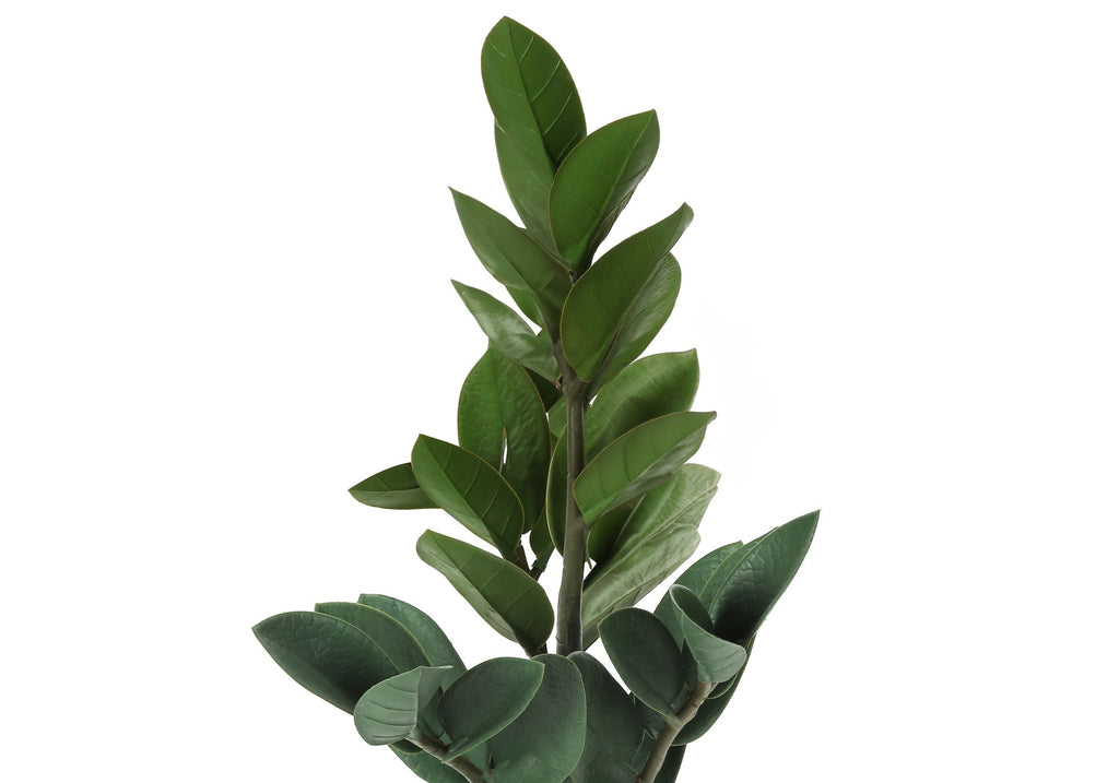 Potted ZZ Plant, 20in