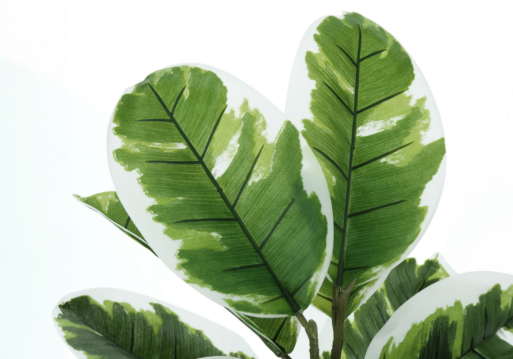 Tabletop Rubber Plant, 27in