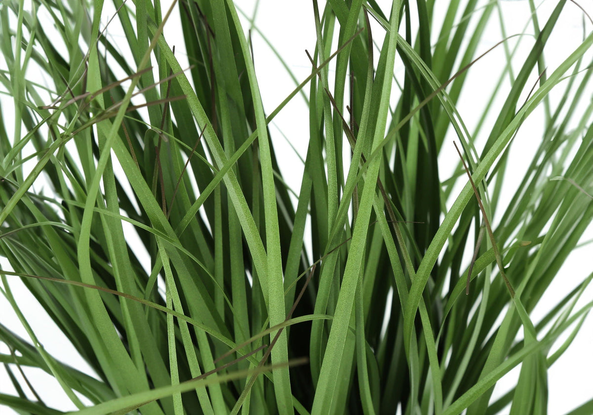 Potted Ornamental Grass, 23in