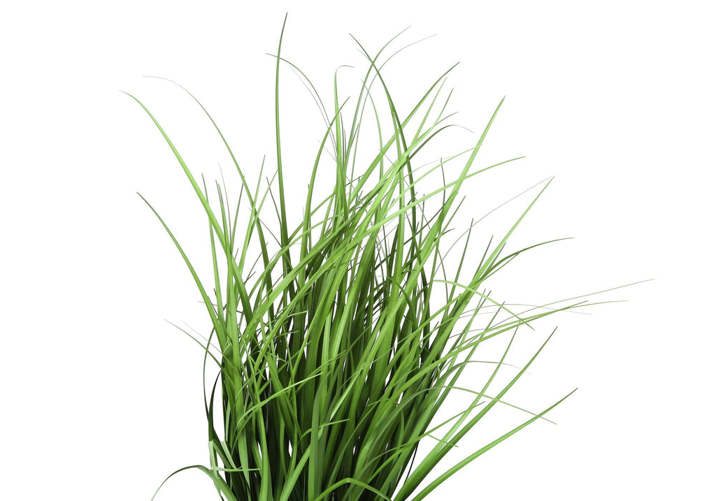 Potted Ornamental Grass, 23in