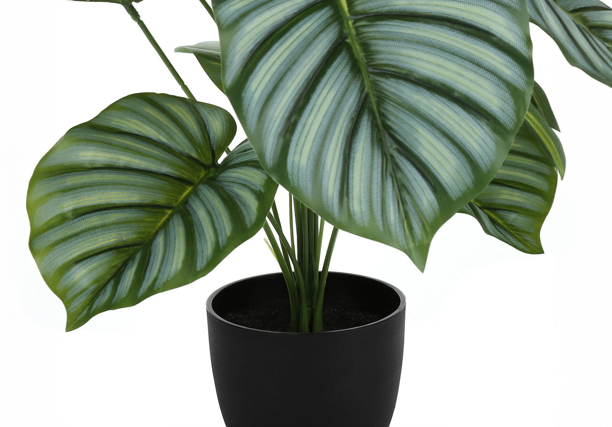 Potted Calathea, 24in