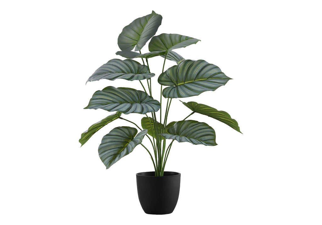 Potted Calathea, 24in