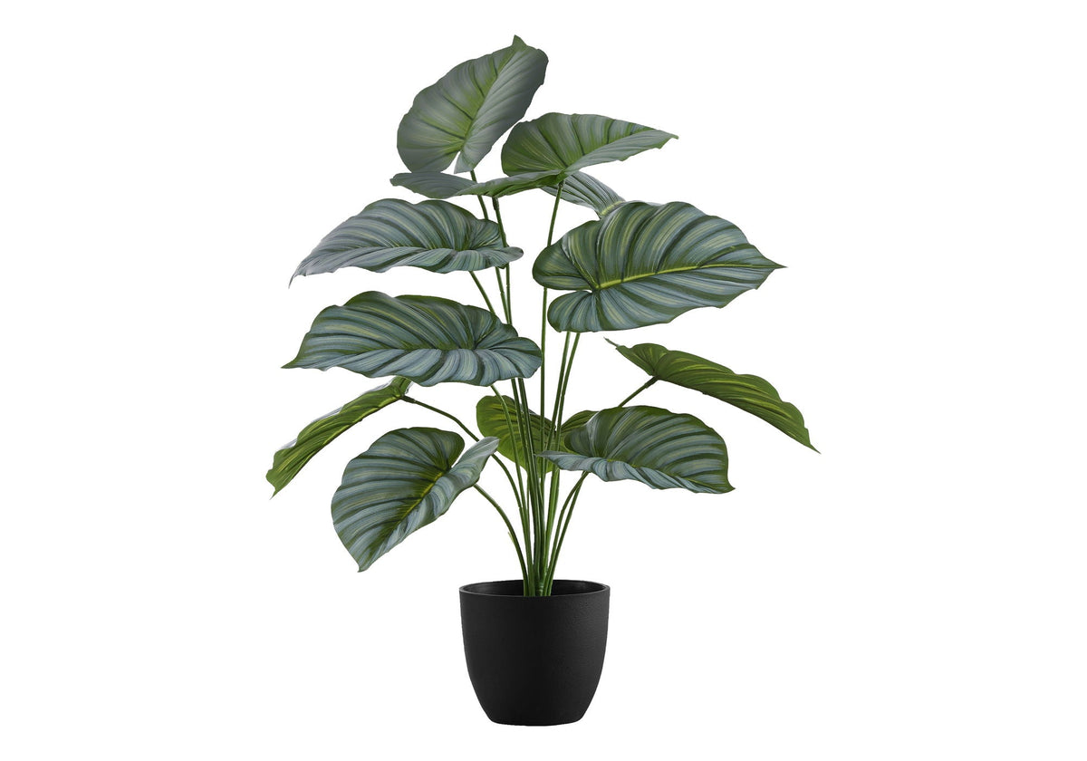 Potted Calathea, 24in