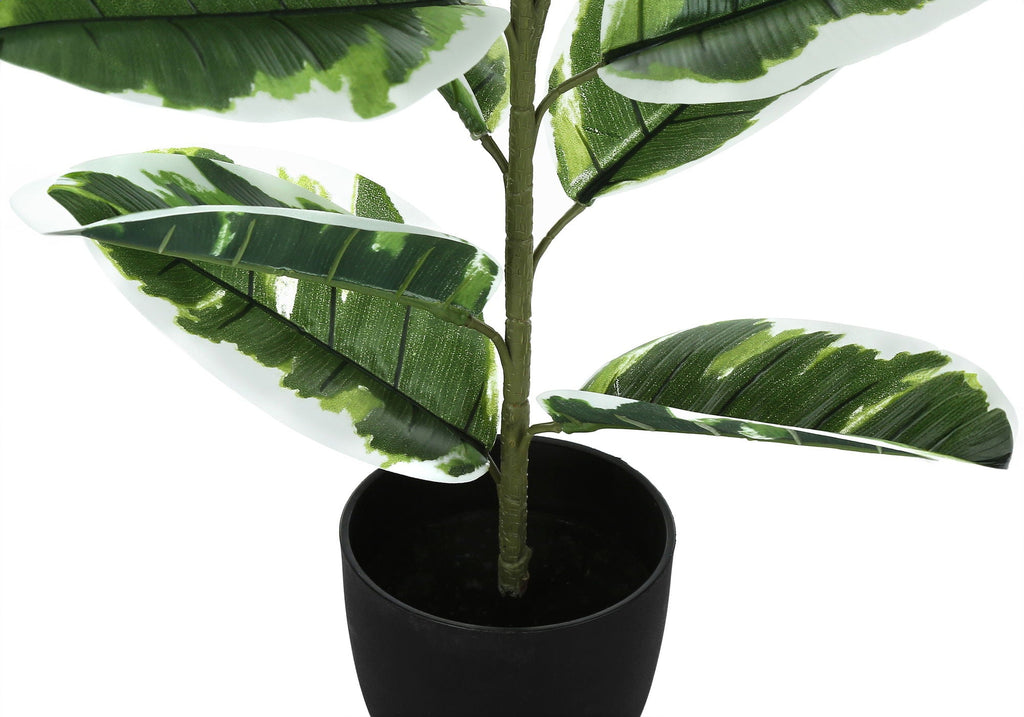 Tabletop Rubber Plant, 27in