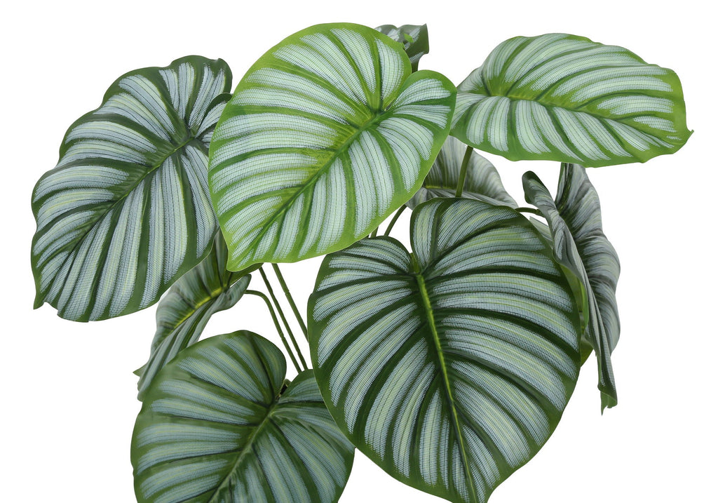 Potted Calathea, 24in