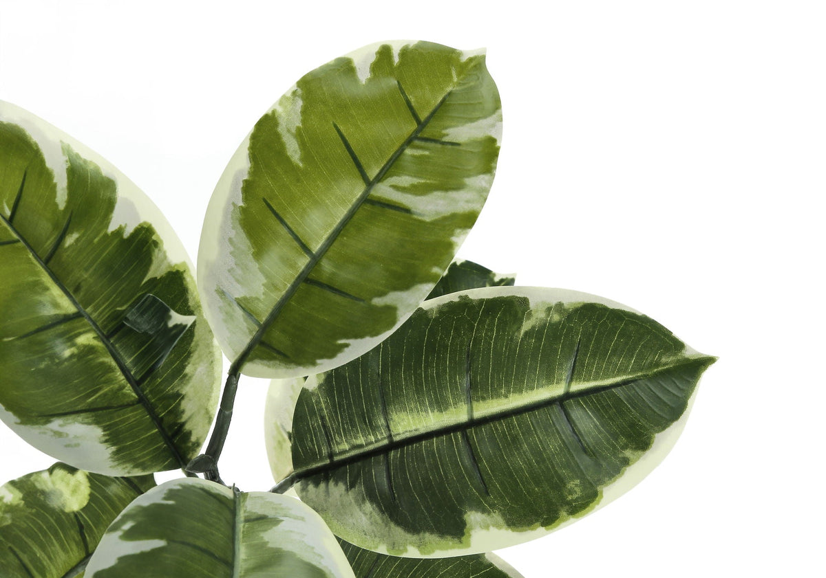 52in Rubber Tree, Classic Leaf