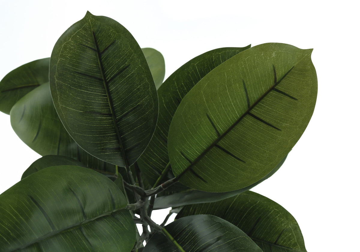 52in Rubber Tree, Wide Leaf