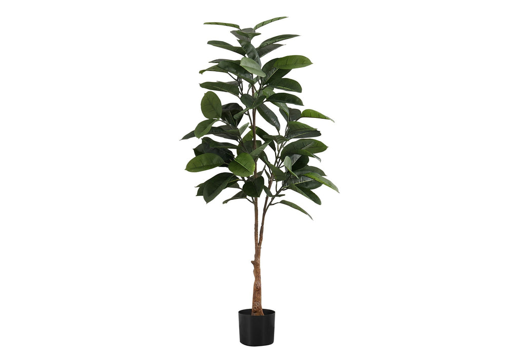 52in Rubber Tree, Wide Leaf