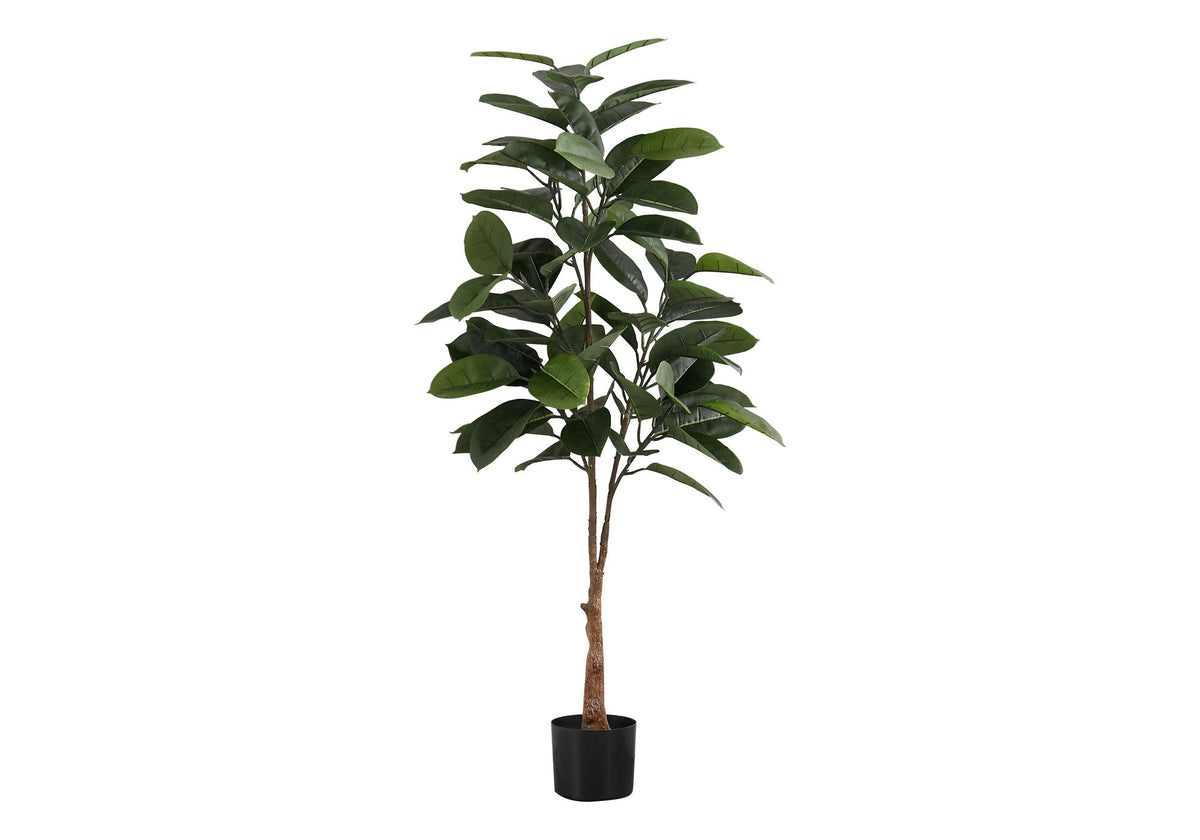 52in Rubber Tree, Wide Leaf