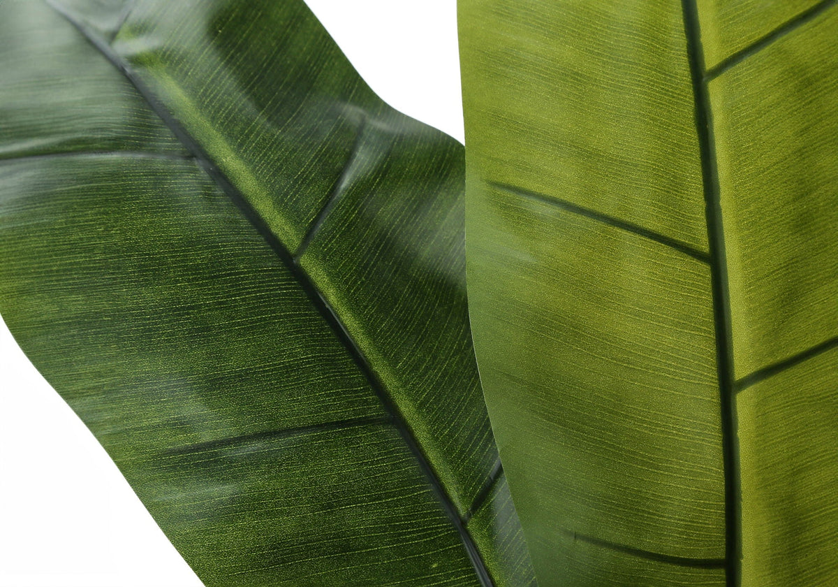 55in Banana Tree