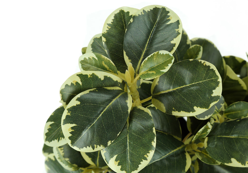Ficus Duo, 14in (Set of 2)