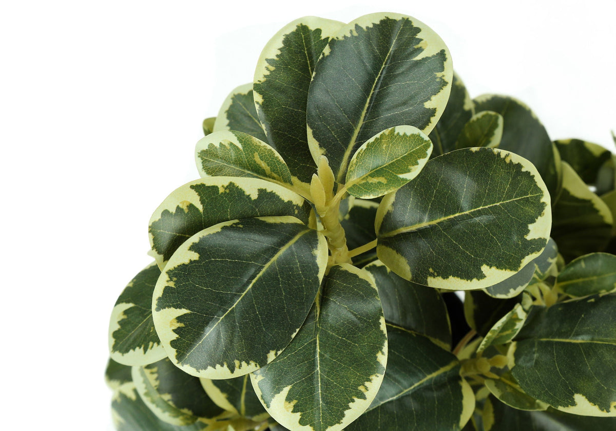 Ficus Duo, 14in (Set of 2)