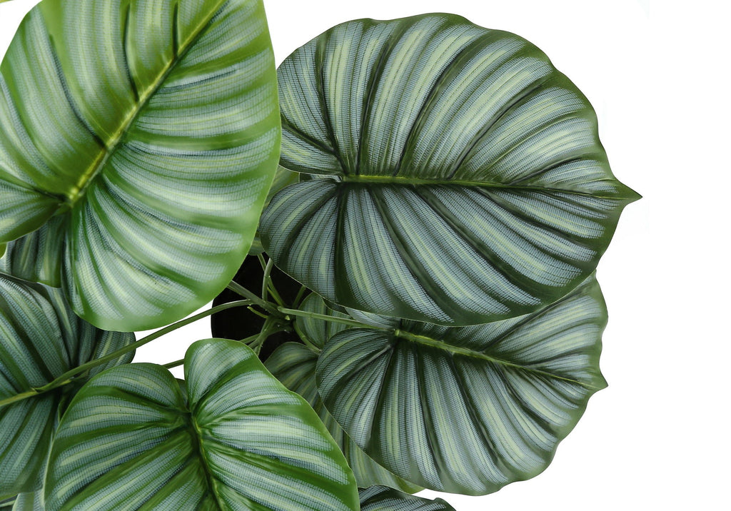 Potted Calathea, 24in