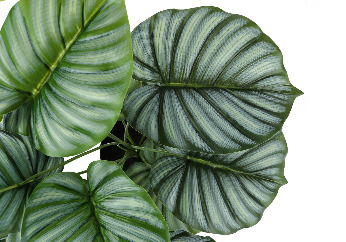 Potted Calathea, 24in