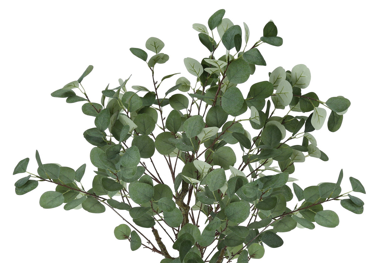 46in Eucalyptus Tree