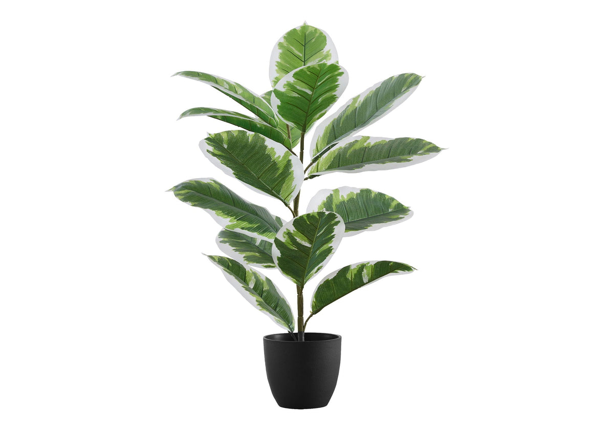 Tabletop Rubber Plant, 27in