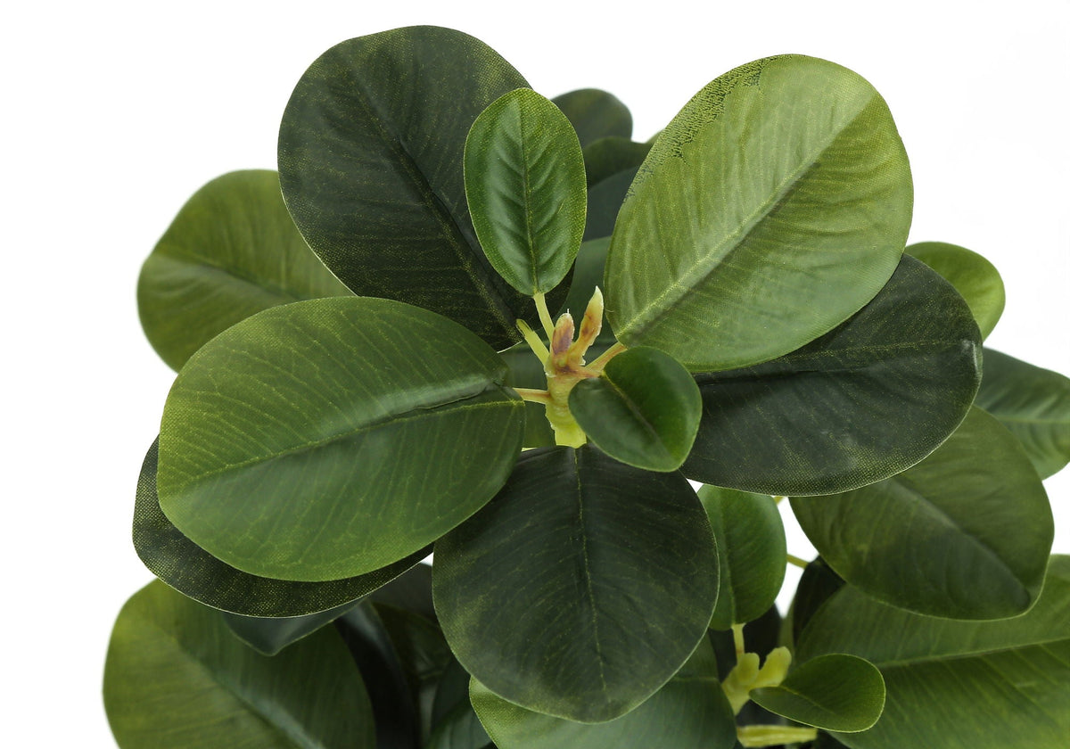 Ficus Duo, 14in (Set of 2)