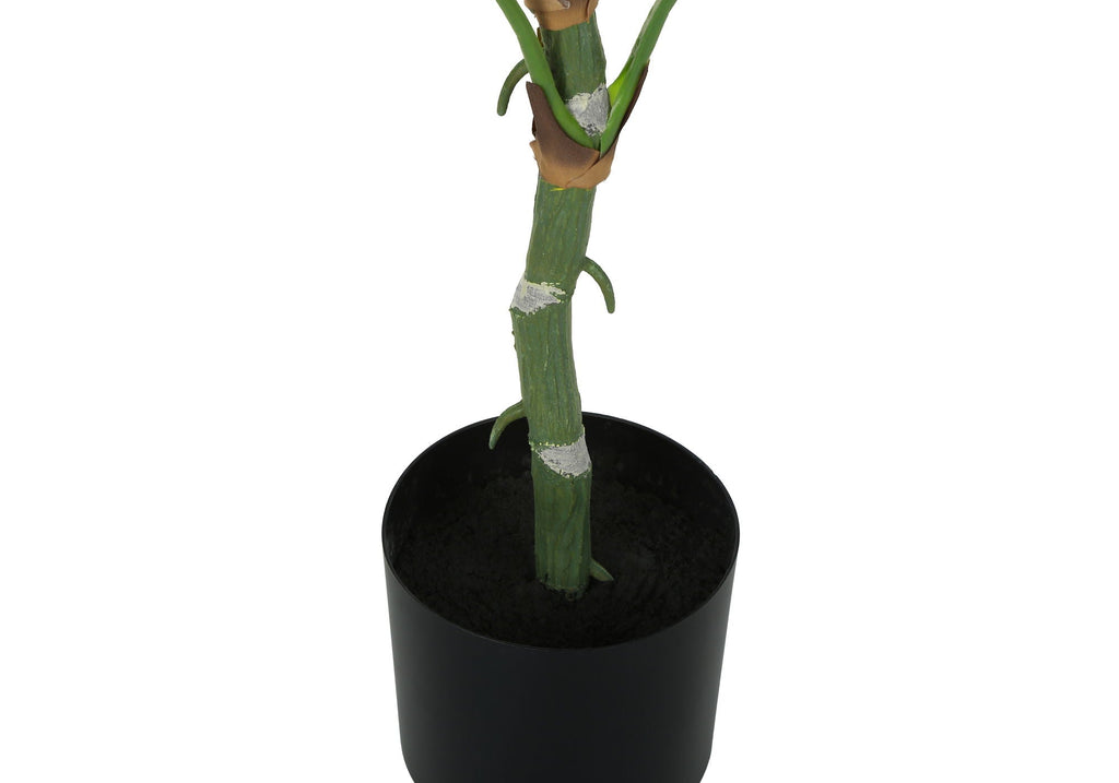54in Dieffenbachia Tree
