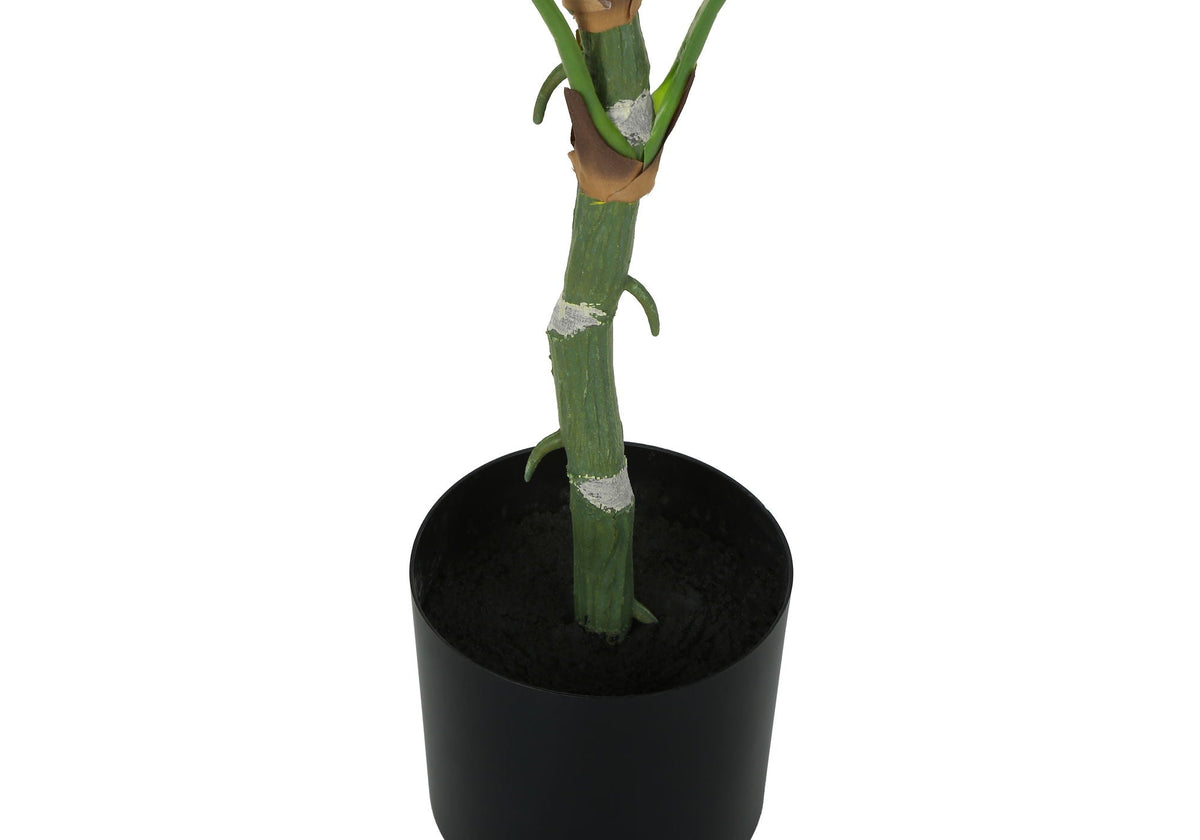 54in Dieffenbachia Tree