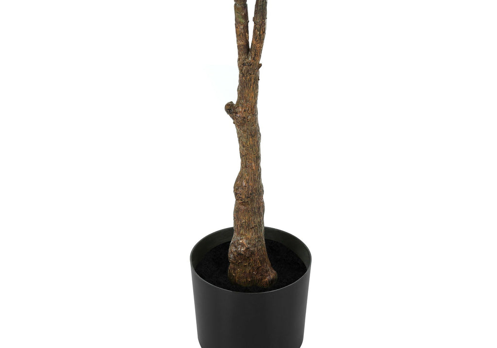 52in Rubber Tree, Wide Leaf
