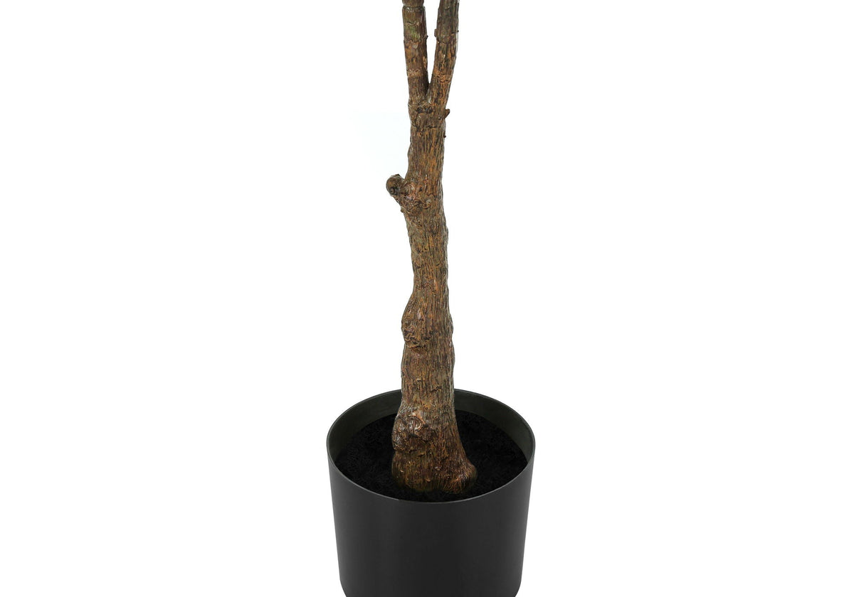 52in Rubber Tree, Wide Leaf