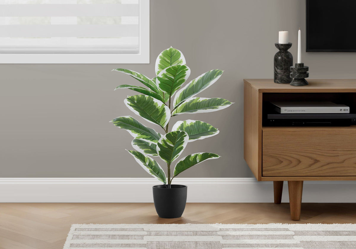 Tabletop Rubber Plant, 27in