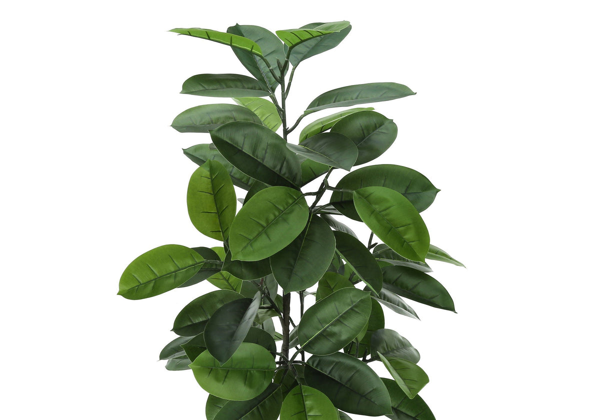 52in Rubber Tree, Wide Leaf