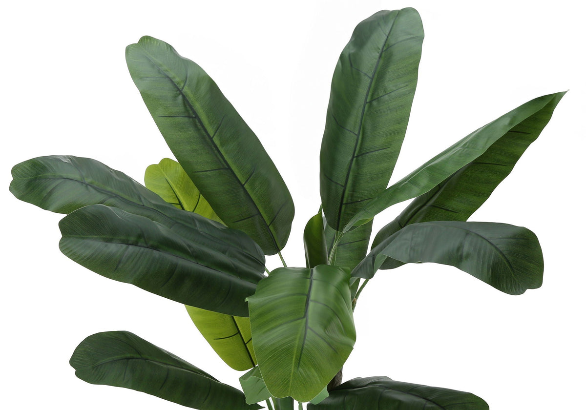 55in Banana Tree