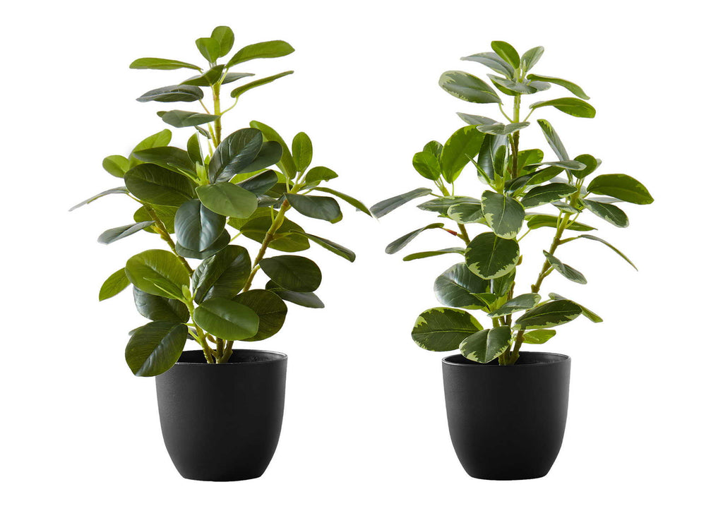 Ficus Duo, 14in (Set of 2)