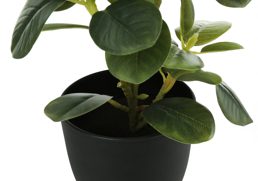 Ficus Duo, 14in (Set of 2)