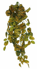 Japanese Laurel Hanging Bush, 24in