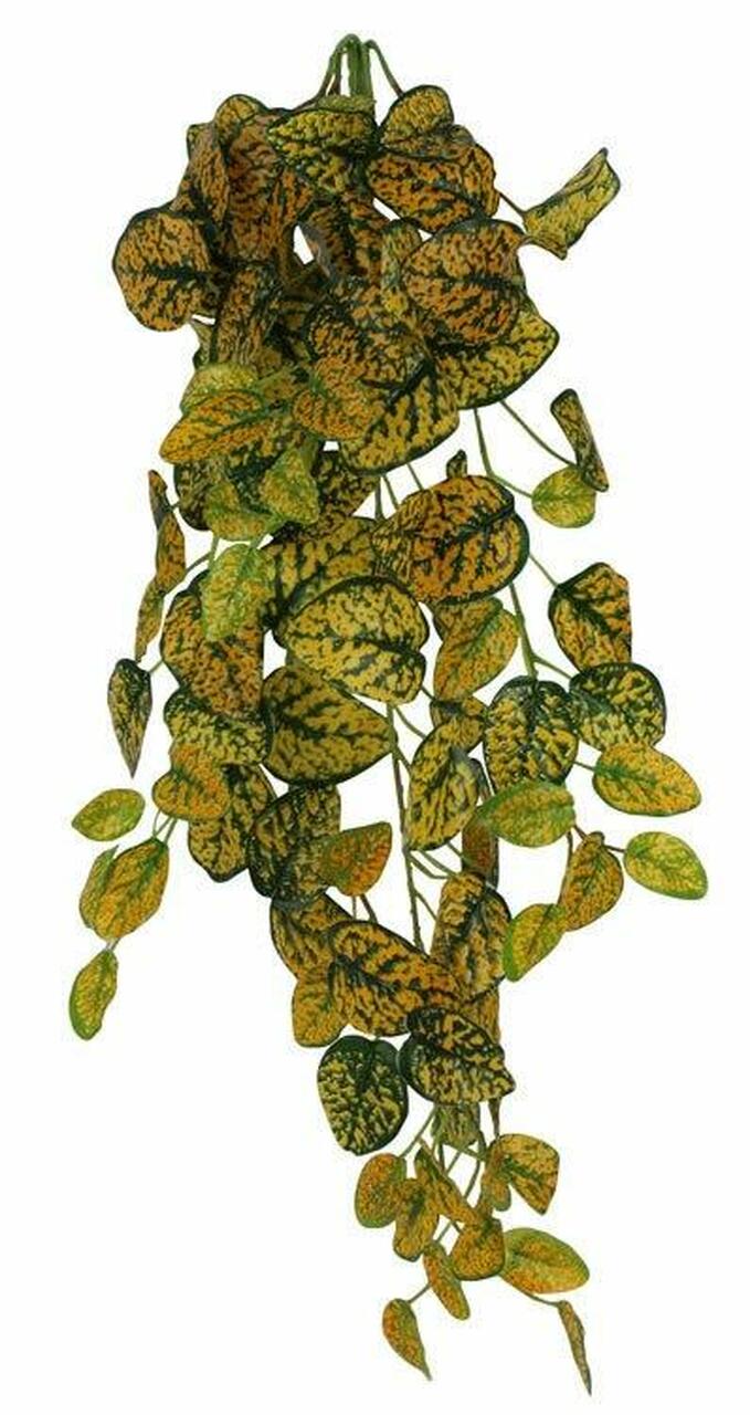 Japanese Laurel Hanging Bush, 24in